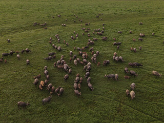 Aerial view on the big concentration of water buffaloes at the meadow,