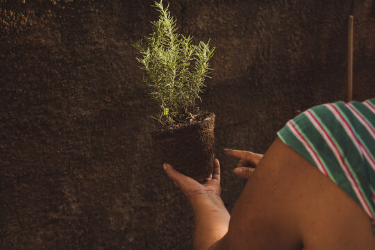 Replantando muda de alecrim 