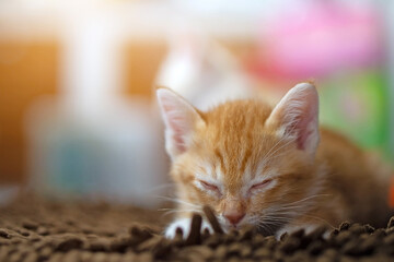 Orange thai kitten, 1 month old, sleeping in the house.