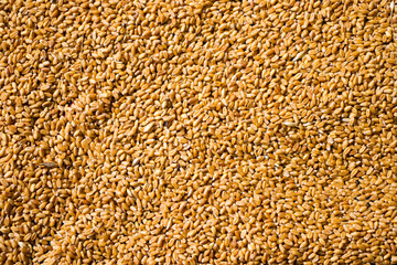 closeup view of brown wheat.