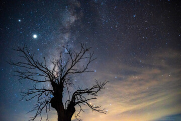 Milky way over a dead tree, Beautiful tree front of the Milky Way, alone dry tree silhouette on a night starry sky background