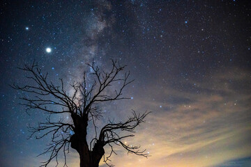 Milky way over a dead tree, Beautiful tree front of the Milky Way, alone dry tree silhouette on a...