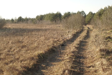 road meadow leading into the woods 