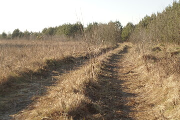 road meadow leading into the woods 