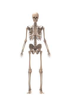 3d renderings of human skeleton

