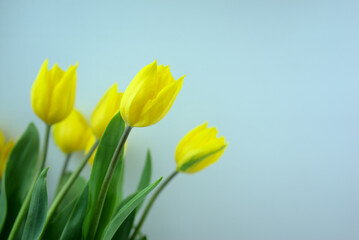 Yellow blossom tulips flowers with light blue color background.