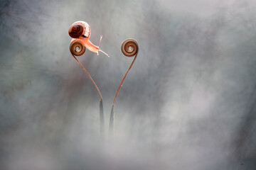 Little Snail on Unique Place
