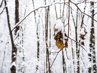 dried leaves covered by snow on twigs close up in city park on overcast winter day (focus on the...