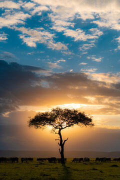 Fototapeta Sunset with over the safari with a lonely tree
