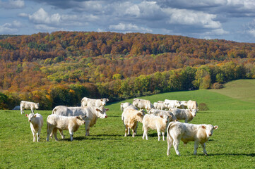 Charolais Rinder in der herbstlichen Rhön,Deutschland