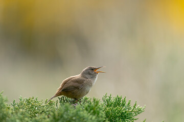 The Cobb's Wren (Troglodytes cobbi) is unique to the Falkland Islands.