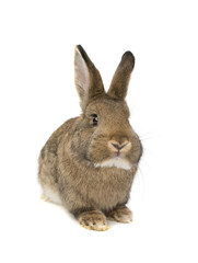 bunny isolated on white background
