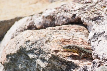 Mauereidechse, Podarcis muralis, Südtirol, Italien 