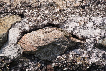Mauereidechse, Podarcis muralis, Südtirol, Italien 
