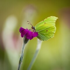 Papillon en macro photo
