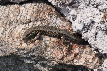 Mauereidechse, Podarcis muralis, Südtirol, Italien 