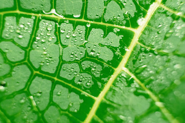 Fresh green papaya leaves with dewdrops on it, macro photography