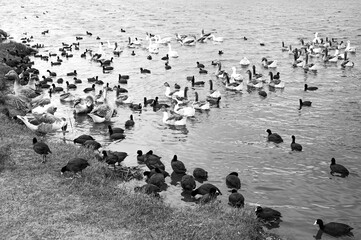 Fototapeta premium flock of geese and other birds on the water