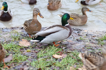Wild ducks on shore near the pond in the park, small depth of focus. Mallard duck (Anas platyrhynchos) in the wild.