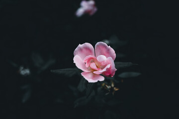 pink flower beautiful flora macro love 