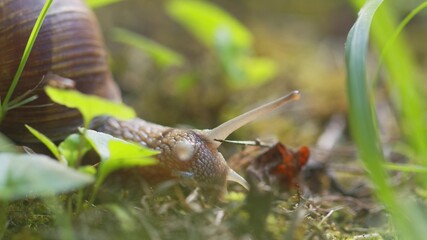Snail on ground level macro photo