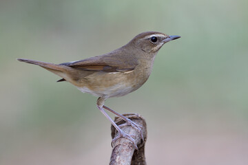 brown bird with sharp details on its feathers while perching on wooden branch over fine blur green background
