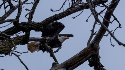 bald eagle take off