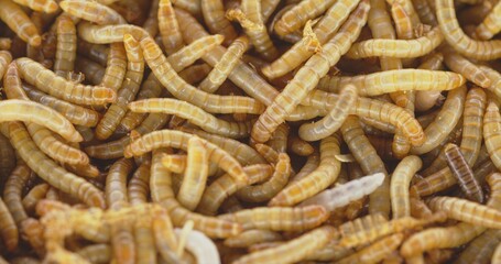 Abundance of worms as background texture closeup footage