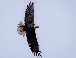bald eagle in flight