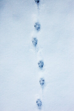 footprints of foxes paw in the snow