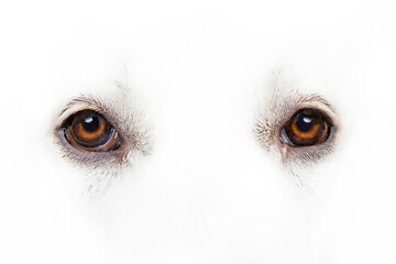 Beautiful brown eyes on white dog with only eyes showing on completely white background