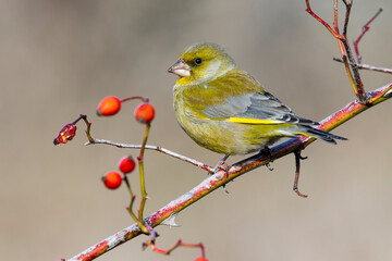 Male European Greenfinch, Chloris chloris, autumn portrait. The bird perches on a branch with red berries on a uniform background