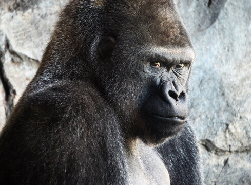 Adult silverback gorilla looking at camera