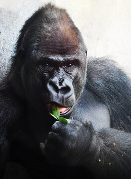 Adult silverback gorilla eating a plant