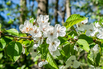 Blooming fruit trees on a sunny day. Cherry blossom branch on blurred spring background. 