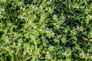 Fototapeta na wymiar Green background with wildflowers in soft natural colors. Little blue flowers Veronica chamaedrys (bird's eye speedwell, germander speedwell, veronica bird's eye) in the green grass closeup. 