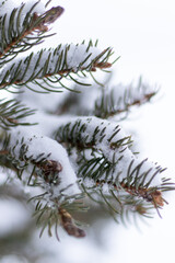 Branches de sapin