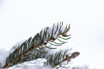 Branches de sapin