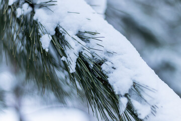 Branches de pin