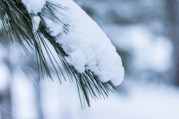 Branches de pin