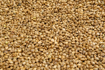 texture background of cannabis seeds cannabis medical marijuana concept