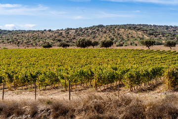 Fototapeta na wymiar Rural landscape of Alentejo with vineyards, Portugal
