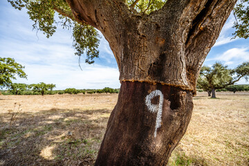 Stripped bark from cork tree in Alentejo, Portugal - Powered by Adobe