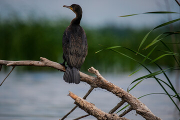 great crested cormorant