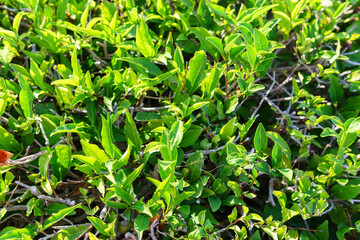 Green tea on a sunny day, tea plantation natural background.