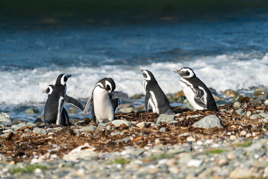 Magellanic penguins at sea shore, Isla Magdalena, Los Pinguinos Natural Monument, Punta Arenas, Patagonia, Chile