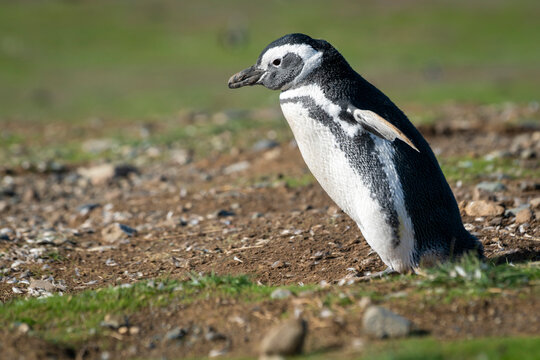 Close-up of Magellanic penguin at Magdalena Island, Los Pinguinos Natural Monument, Punta Arenas, Patagonia, Chile
