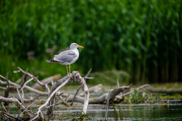Danube Delta, Romania