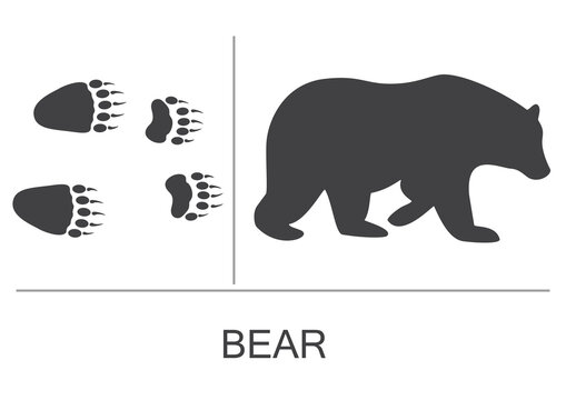 Silhouette of a bear and prints of the hind and fore paws. Vector illustration on a white background.