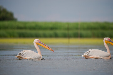 Danube Delta, Romania